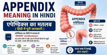 appendix meaning in hindi