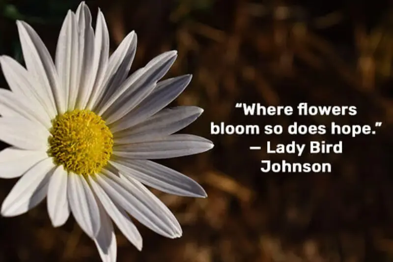 funny flower captions