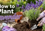 how to plant lavender