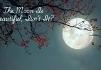 the moon Is beautiful, isn’t it